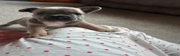 French Bulldog dogs for sale: L4 FLUFFY FRENCH BULLDOG PUPPIES — 2 AVAILABLE  - Advert 18