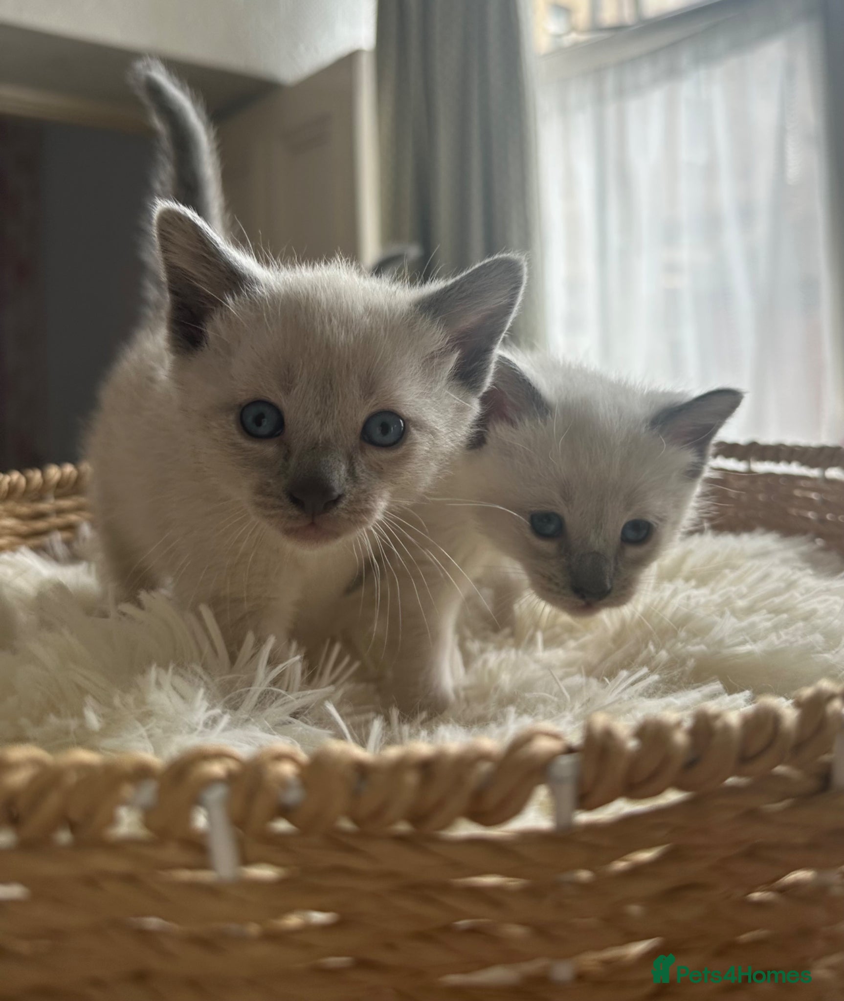 Siamese cats Beautiful Siamese kittens of seal, blue point 🩷🩵 - Advert 2