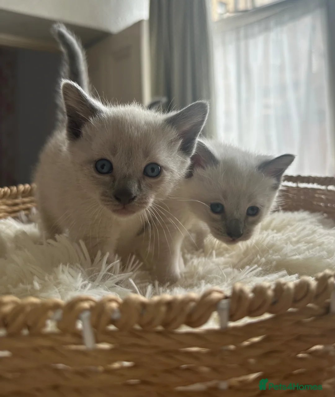 Siamese cats for sale: Beautiful Siamese kittens of seal, blue point 🩷🩵 - Advert 1