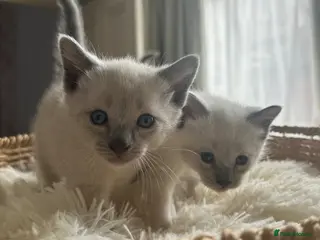 Siamese cats Beautiful Siamese kittens of seal, blue point 🩷🩵 - Advert 2