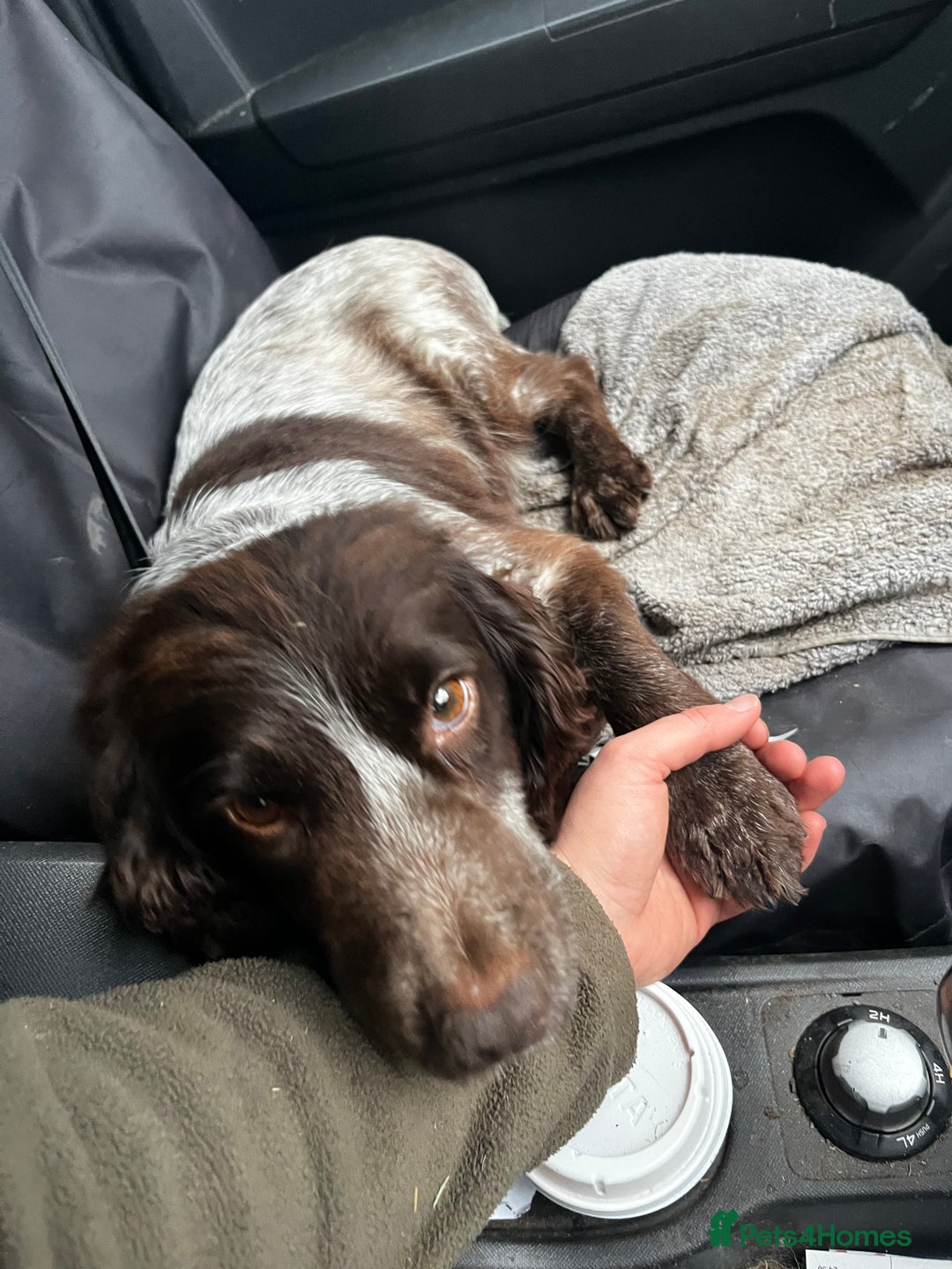 Mixed Breed dogs for sale: ⚫️ Well-natured, healthy Sprollies ⚪️ - Image 20