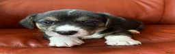 Welsh Corgi Cardigan dogs for sale: WELSH CARDIGAN CORGI BABIES - Advert 5