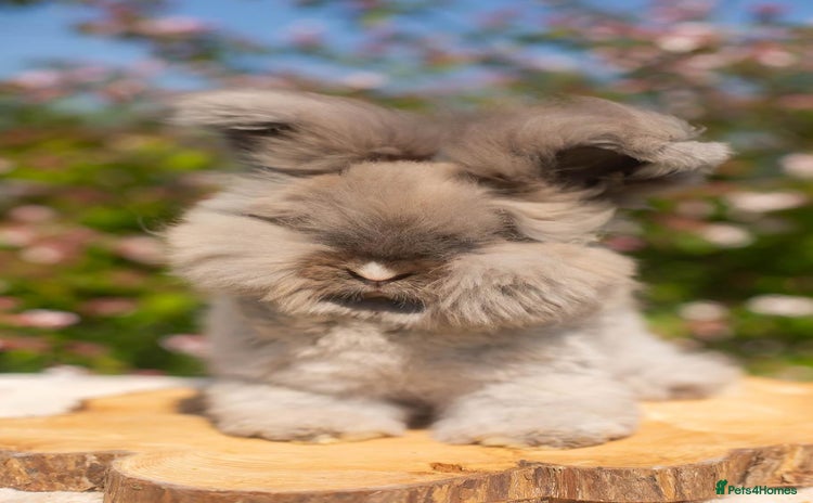 Angora rabbits - Advert 2