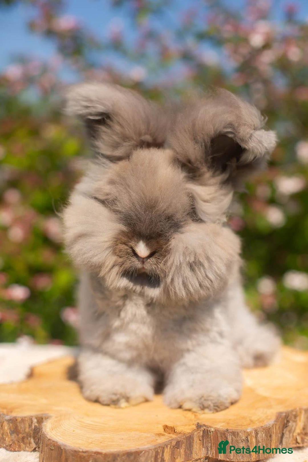 Angora rabbits for sale: 🧡Angora girlie💗- imported parents 💖  - Image 1