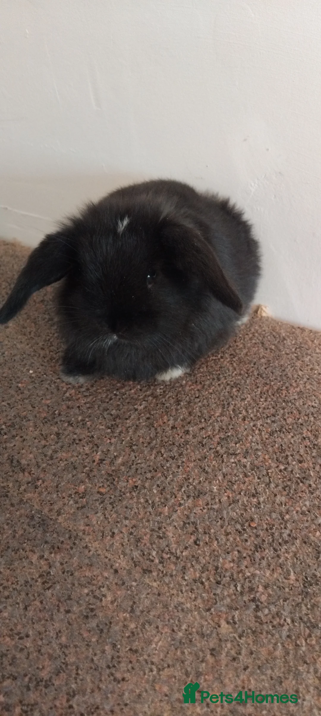 Mini Lop rabbits for sale: 2x gorgeous baby mini lop bunnies for sale - Advert 7