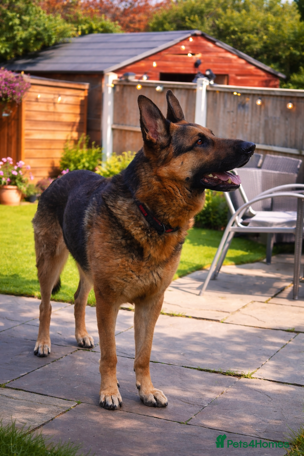 German Shepherd dogs 🐾 German Shepherd (Male - 2 years) 🐾 - Advert 9