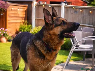 German Shepherd dogs 🐾 German Shepherd (Male - 2 years) 🐾 - Advert 9