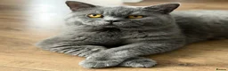 British Shorthair cats for sale: British shorthair kittens  in Nuneaton - Advert 8