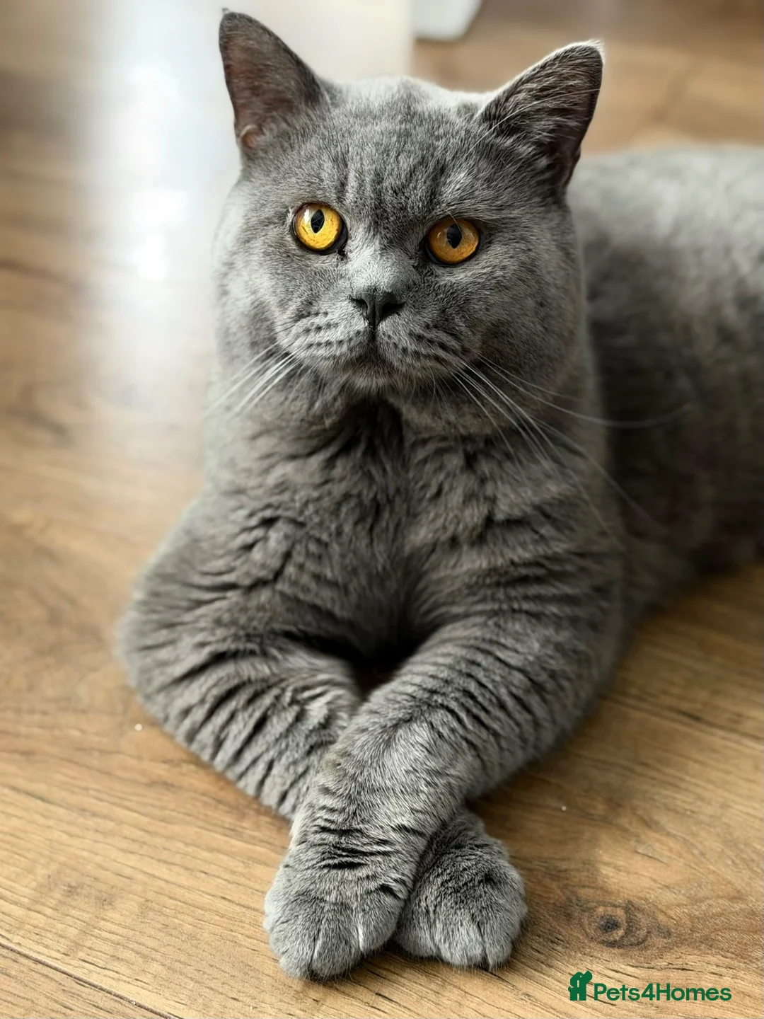 British Shorthair cats for sale: British shorthair kittens  in Nuneaton - Advert 8
