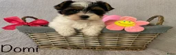Yorkshire Terrier dogs for sale: Beautiful small Biewer Yorkshire Terrier Pedigree  - Advert 27