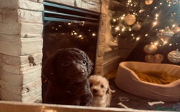 Cockapoo dogs for sale: Cockapoos ready 22.11 1 boy and 2 girls left💙🩷🩷 - Advert 8