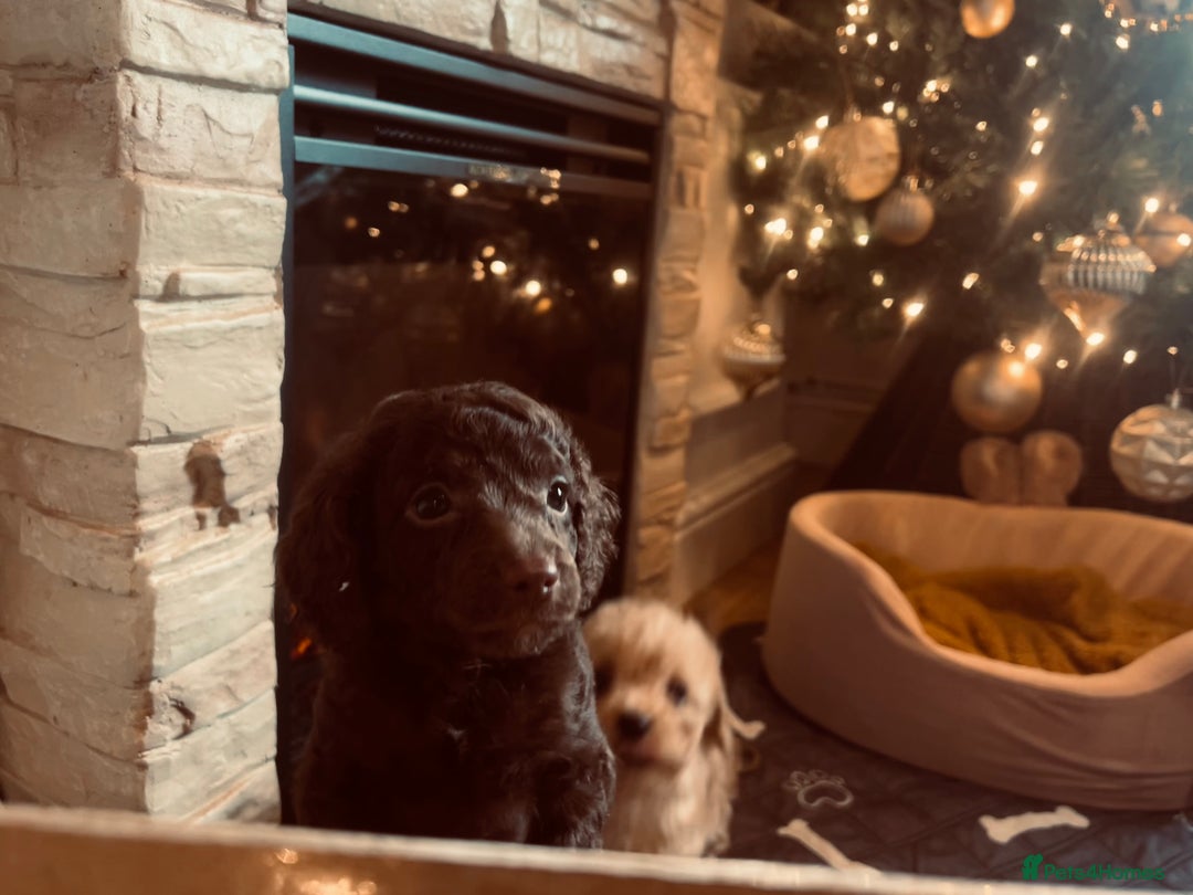 Cockapoo dogs for sale: Cockapoos ready 22.11 1 boy and 2 girls left💙🩷🩷 - Advert 8