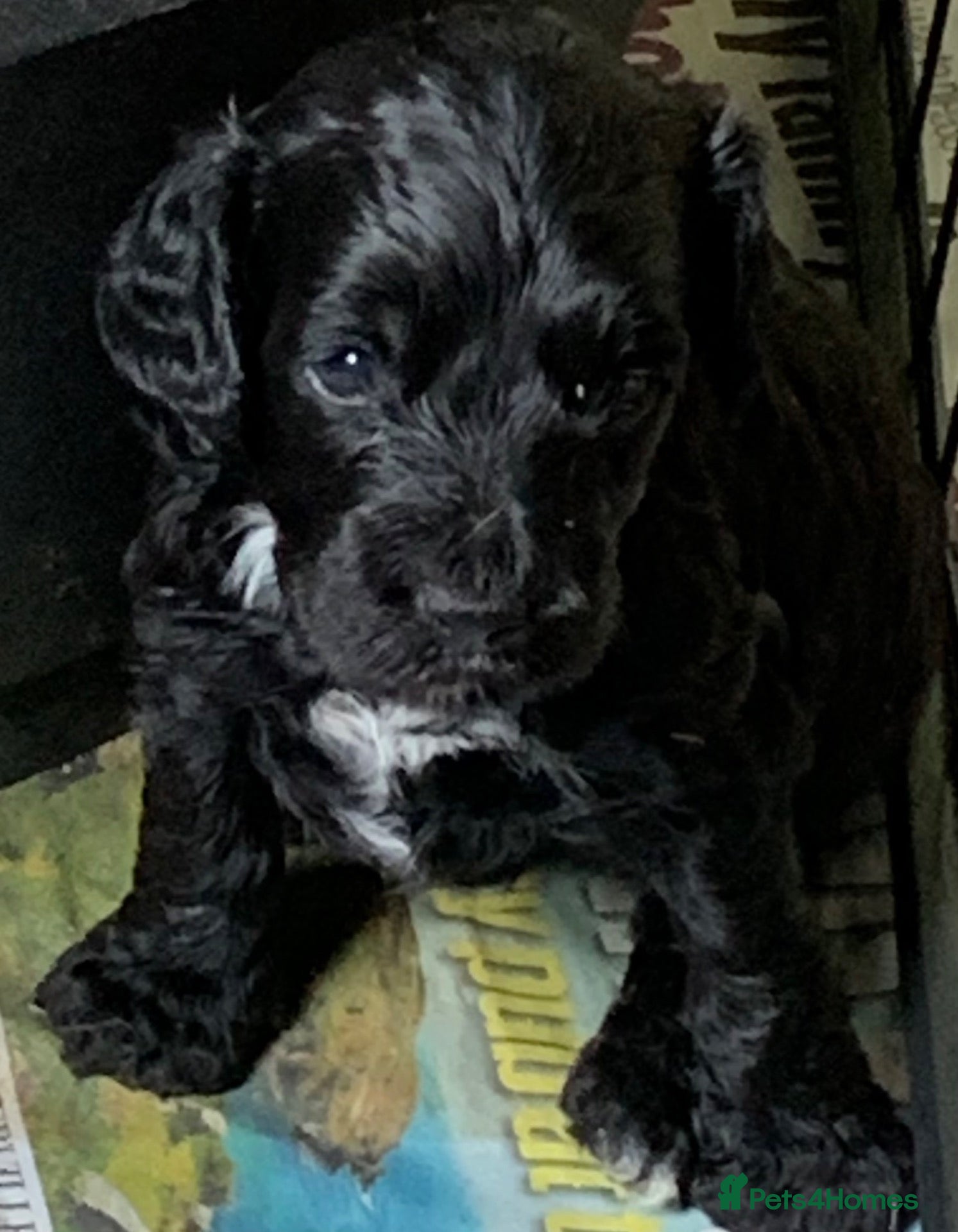 Cockapoo dogs Happy, healthy f1 Cockapoo Puppies - Advert 17