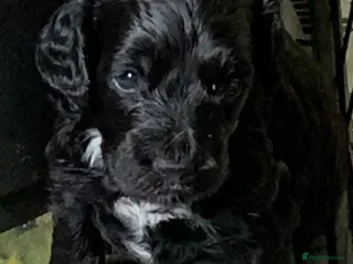 Cockapoo dogs Happy, healthy f1 Cockapoo Puppies - Advert 2