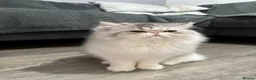 Persian cats for sale: Cute Silver Tabby PERSIAN Kitten for Sale | Loving - Advert 12