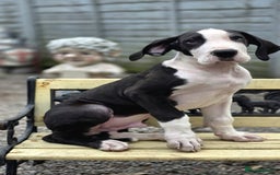 Great Dane dogs for sale: 2 remaining Championship Great Dane puppies - Image 5