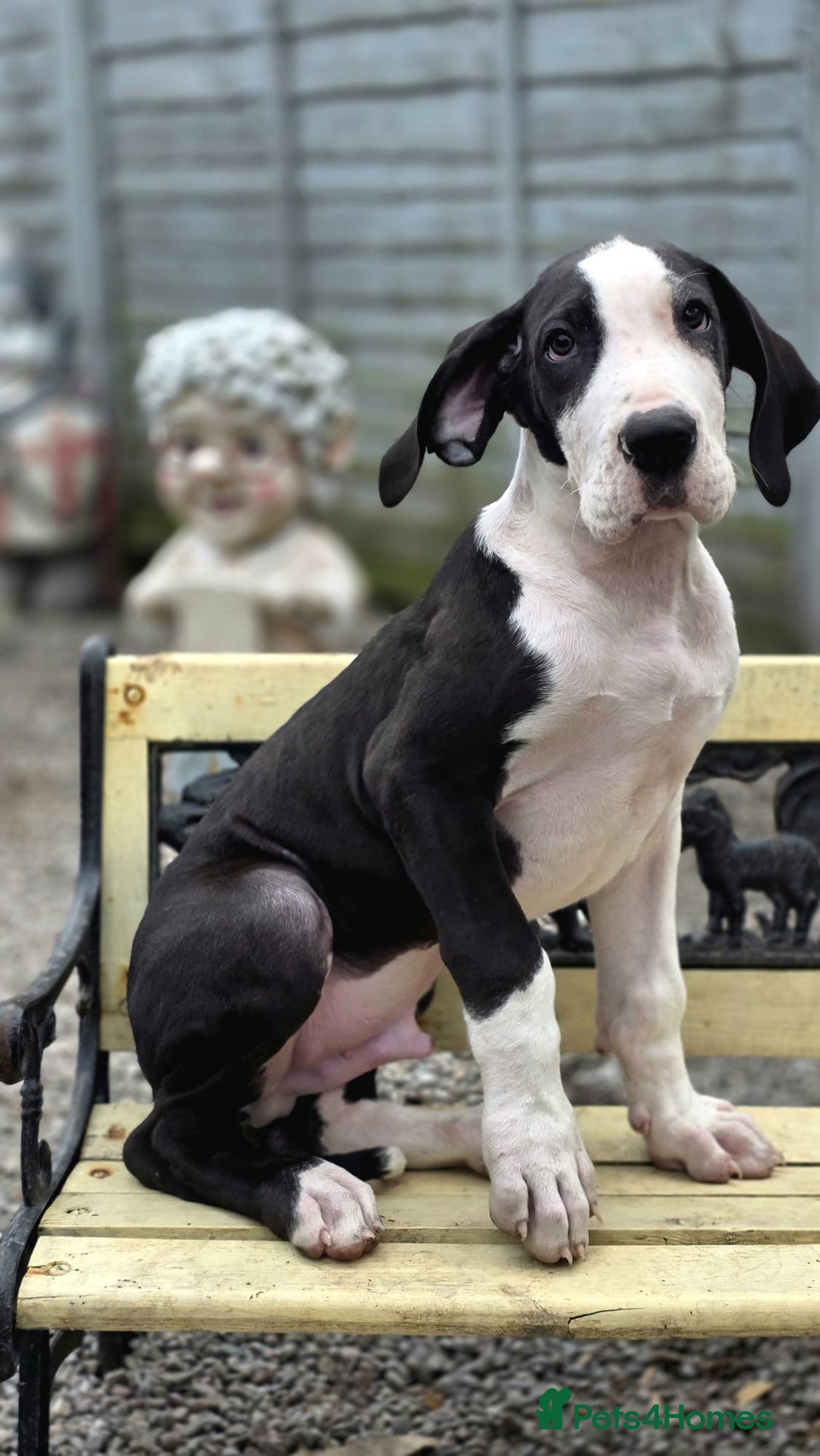 Great Dane dogs for sale: 2 remaining Championship Great Dane puppies - Image 5