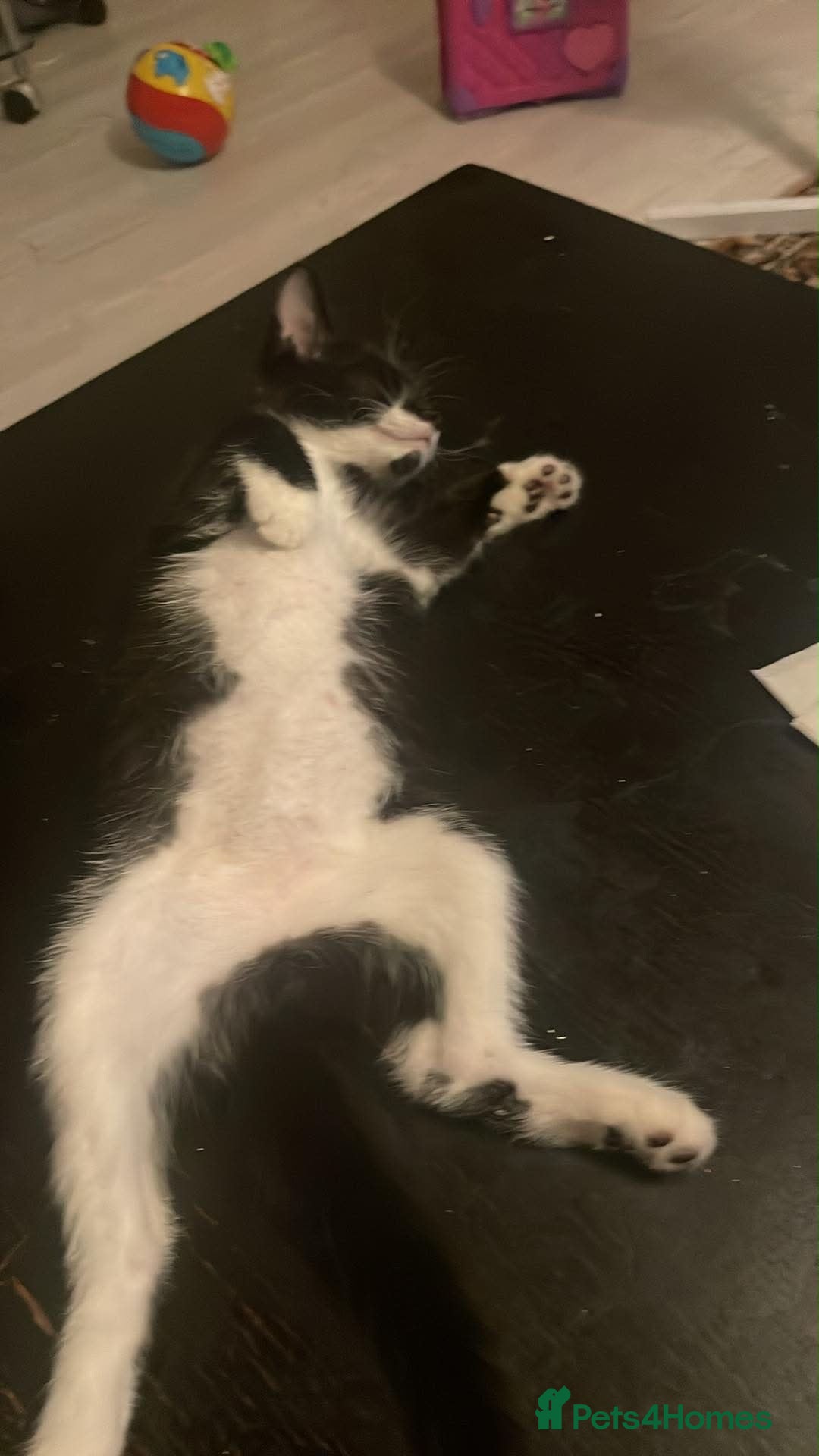 American Curl cats billie  - Advert 18
