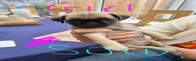 Pug 5