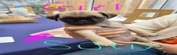 Pug dogs for sale: 5 pug pups for sale - Advert 8