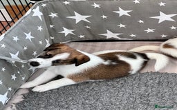Fox Terrier dogs for sale: Quality smooth fox terrier puppies in Chesterfield - Image 4