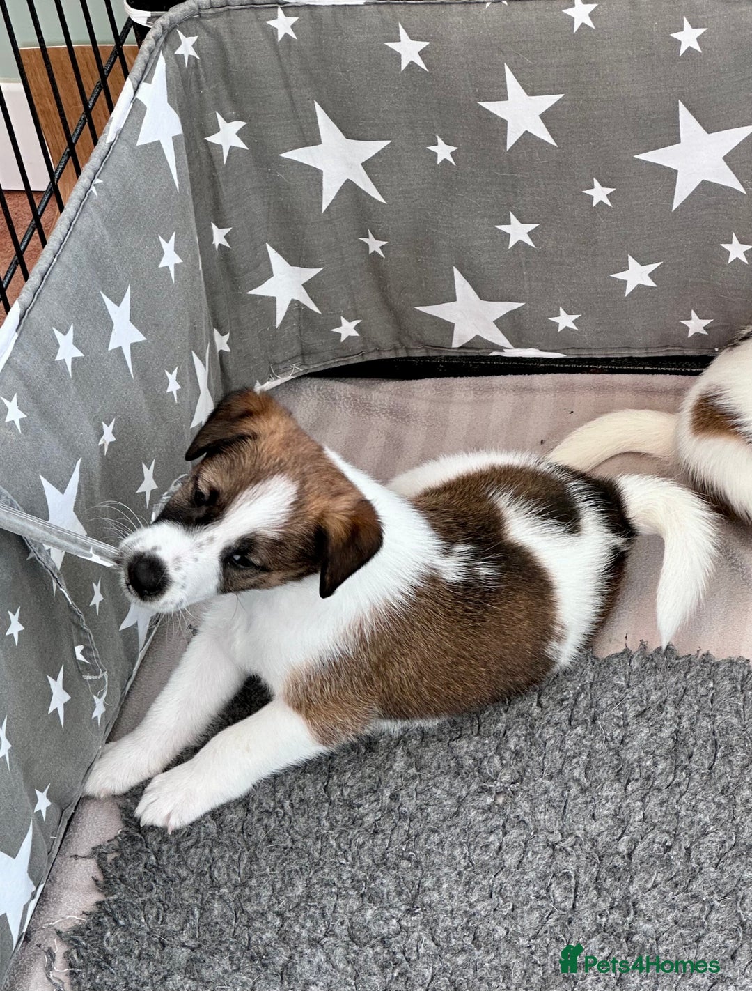 Fox Terrier dogs for sale: Quality smooth fox terrier puppies in Chesterfield - Image 4