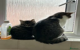 Maine Coon cats for sale: Fluffy female white black tabby male - Image 4
