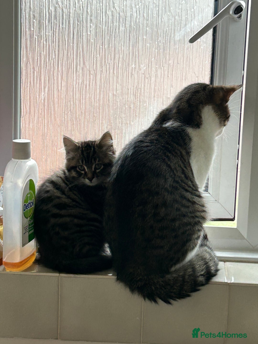 Maine Coon cats for sale: Fluffy female white black tabby male - Image 4