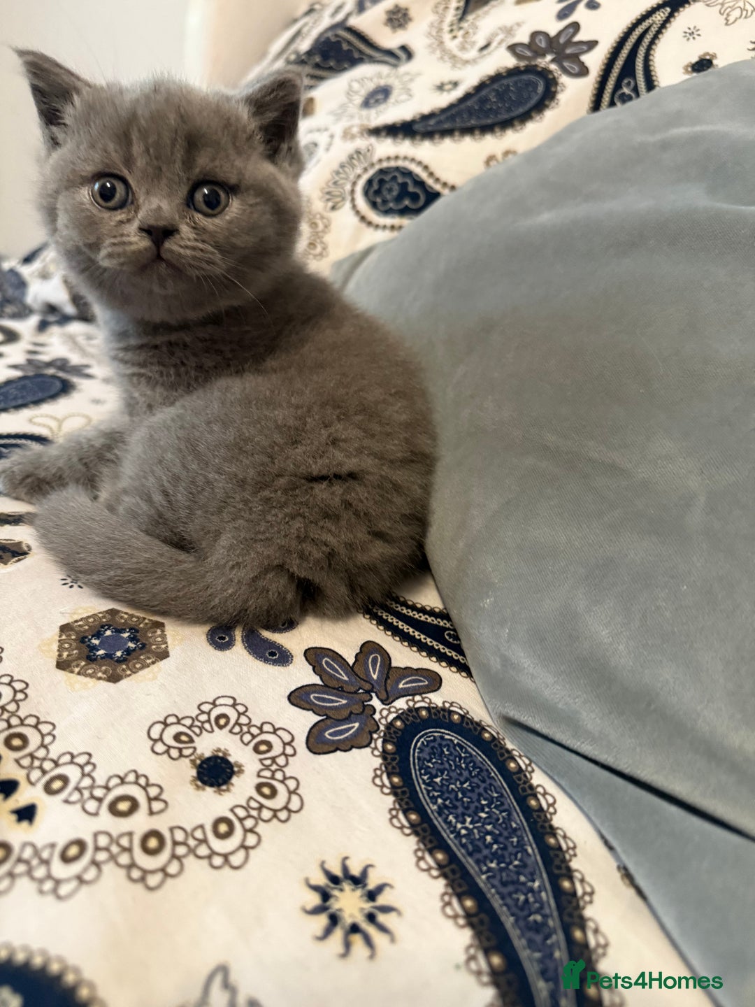 British Shorthair cats for sale: Female British short hair - Advert 9