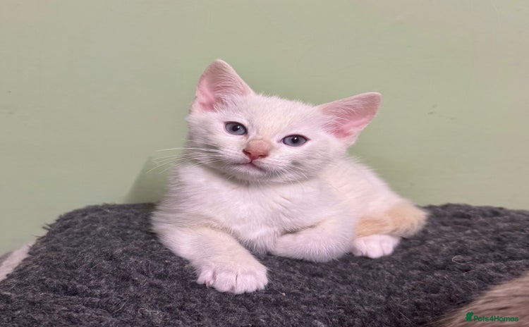 Domestic Shorthair cats - Advert 2