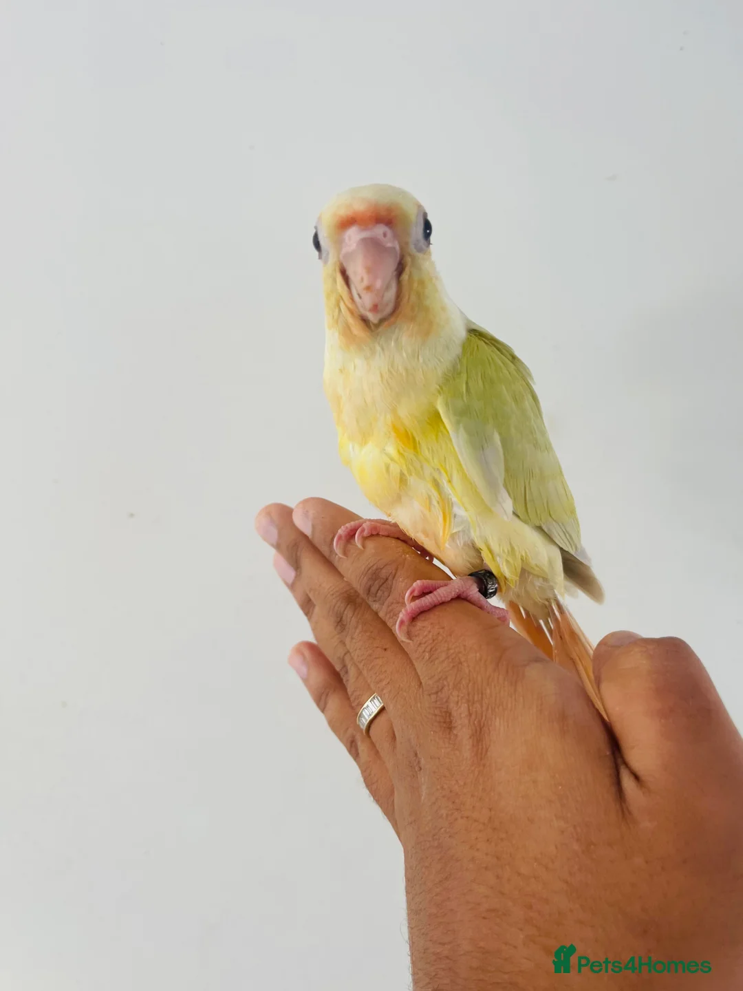 Conures birds for sale: Hand reared conure for sale  - Advert 27