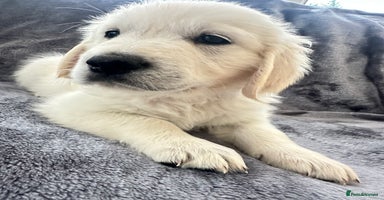 Golden Retriever dogs - Advert 1