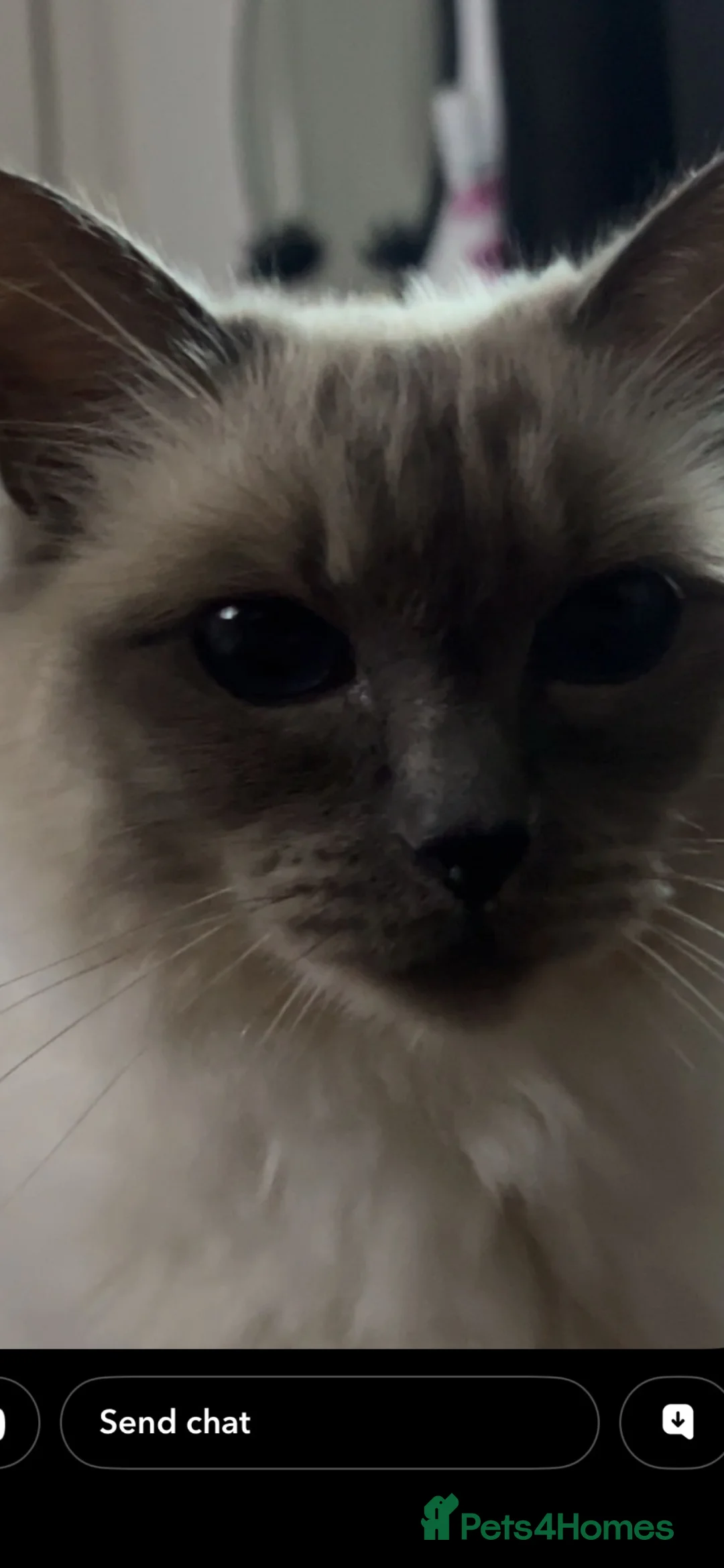 Ragdoll cats for sale: Gorgeous ragdoll kittens  in Livingston - Advert 2