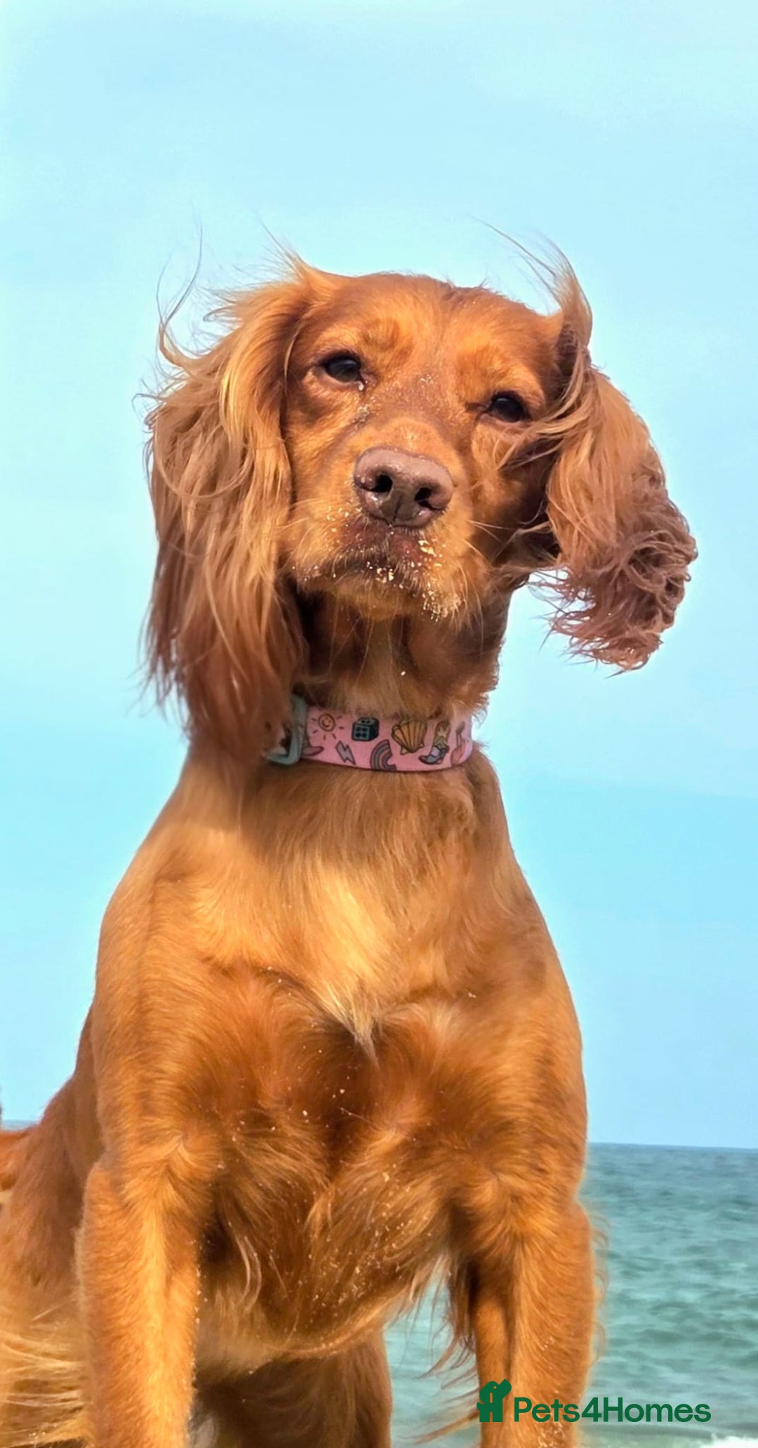 Cocker Spaniel dogs for sale: Stunning KC reg red working cocker pups - Advert 18