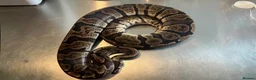 Python Snake reptiles for sale: 4 ball python for sale in Edinburgh - Advert 2
