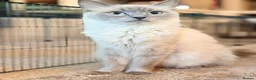 Ragdoll cats for sale: 4 beautiful seal point kittens  - Advert 2