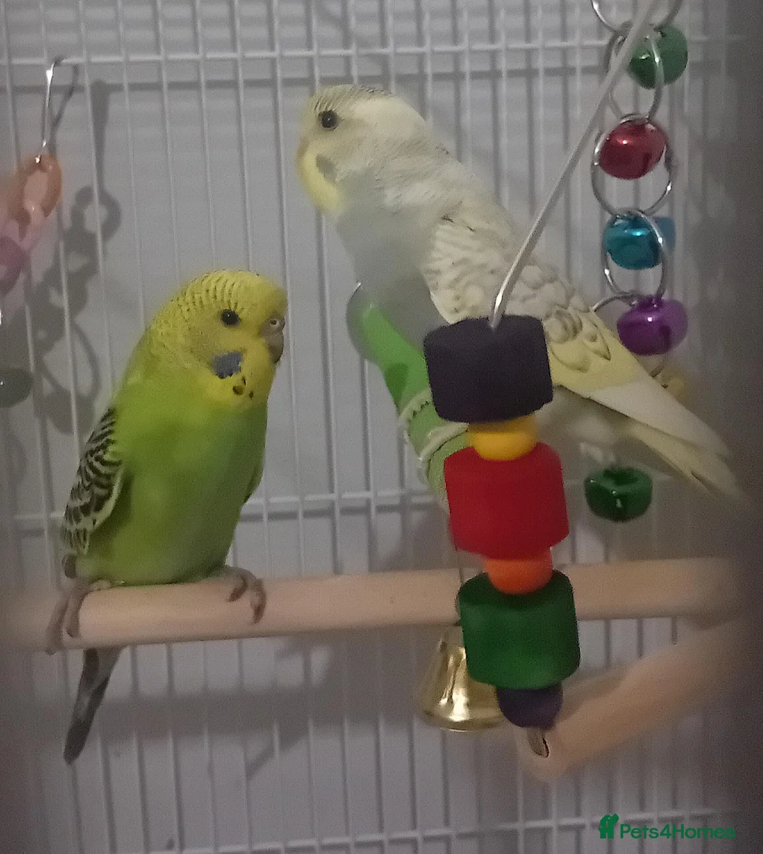 Budgerigars birds for sale: Two male bonded budgies - Advert 3