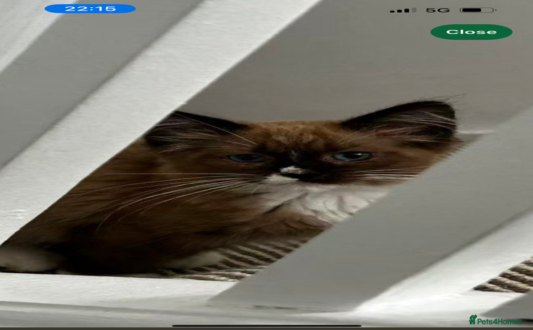 Ragdoll cats - Advert 2