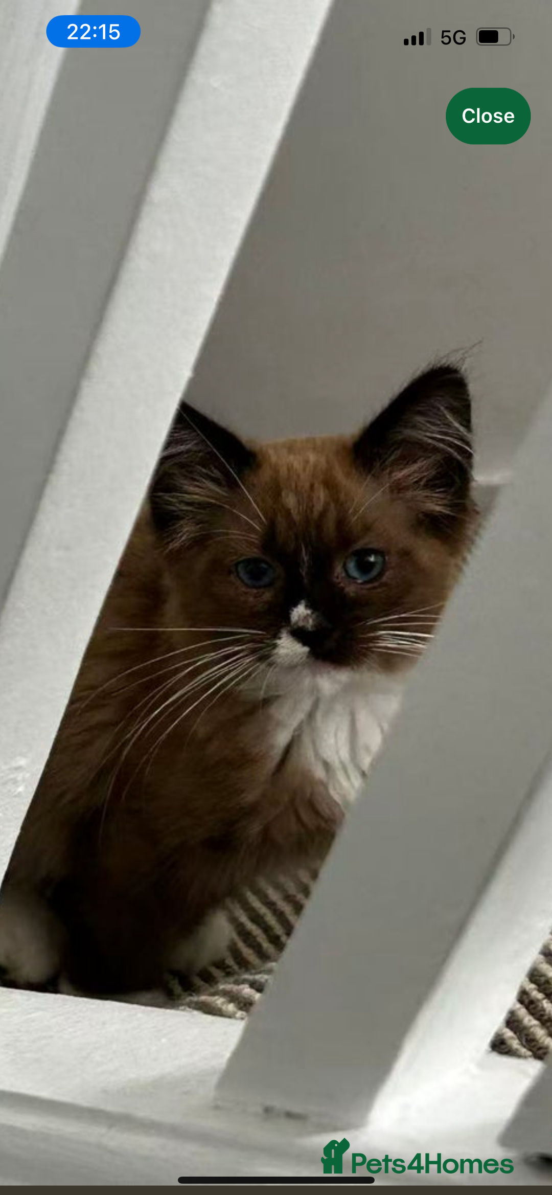 Ragdoll cats for sale: Ragdoll boy  - Image 1