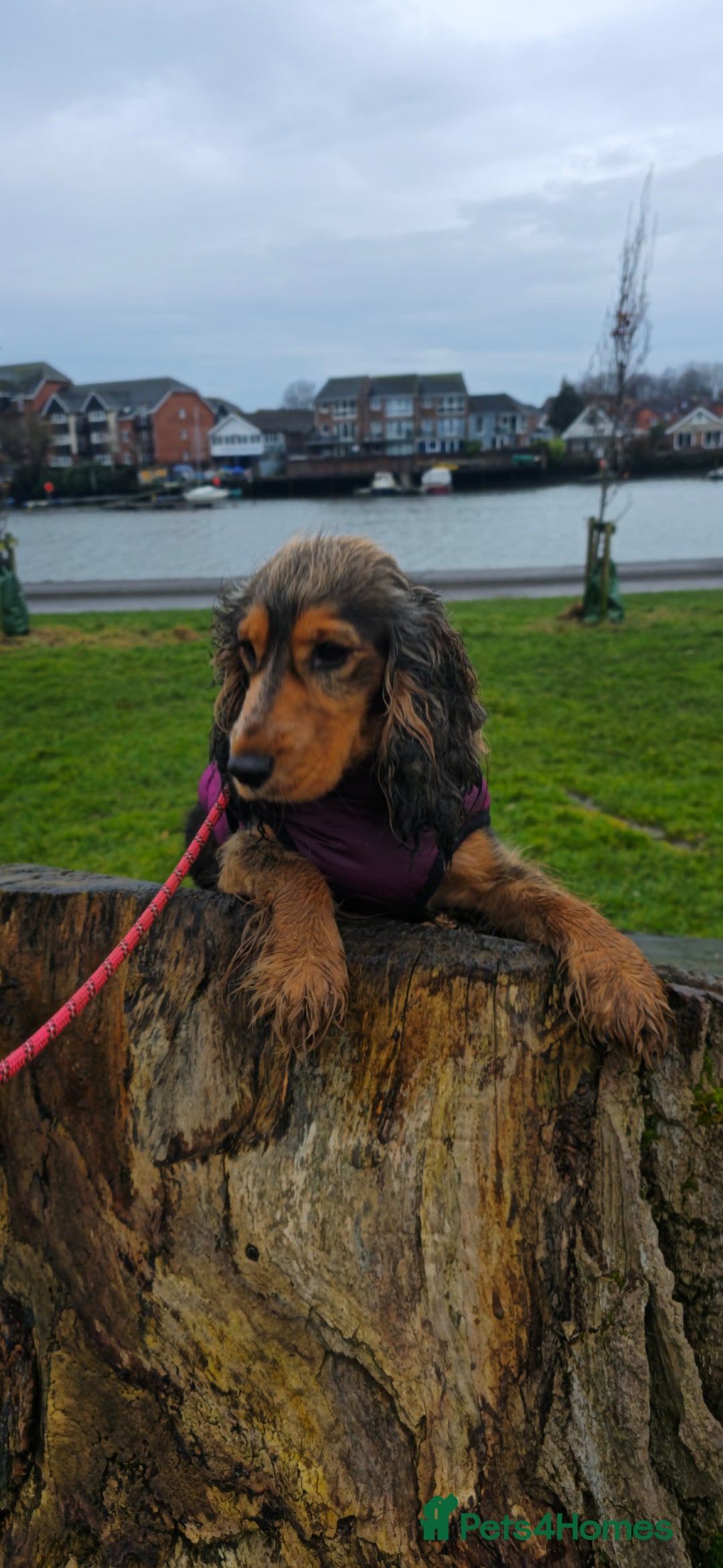 Cocker Spaniel dogs for sale: Rehoming our loving show cocker spaniel  - Image 5