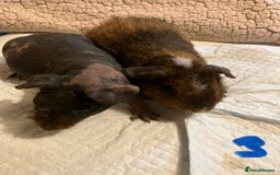 Guinea Pig rodents for sale: Well handled skinny pigs.  - Advert 8
