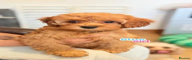 Cockapoo 8