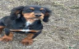 Cocker Spaniel dogs for sale: Black & tan cocker spaniel  - Image 2