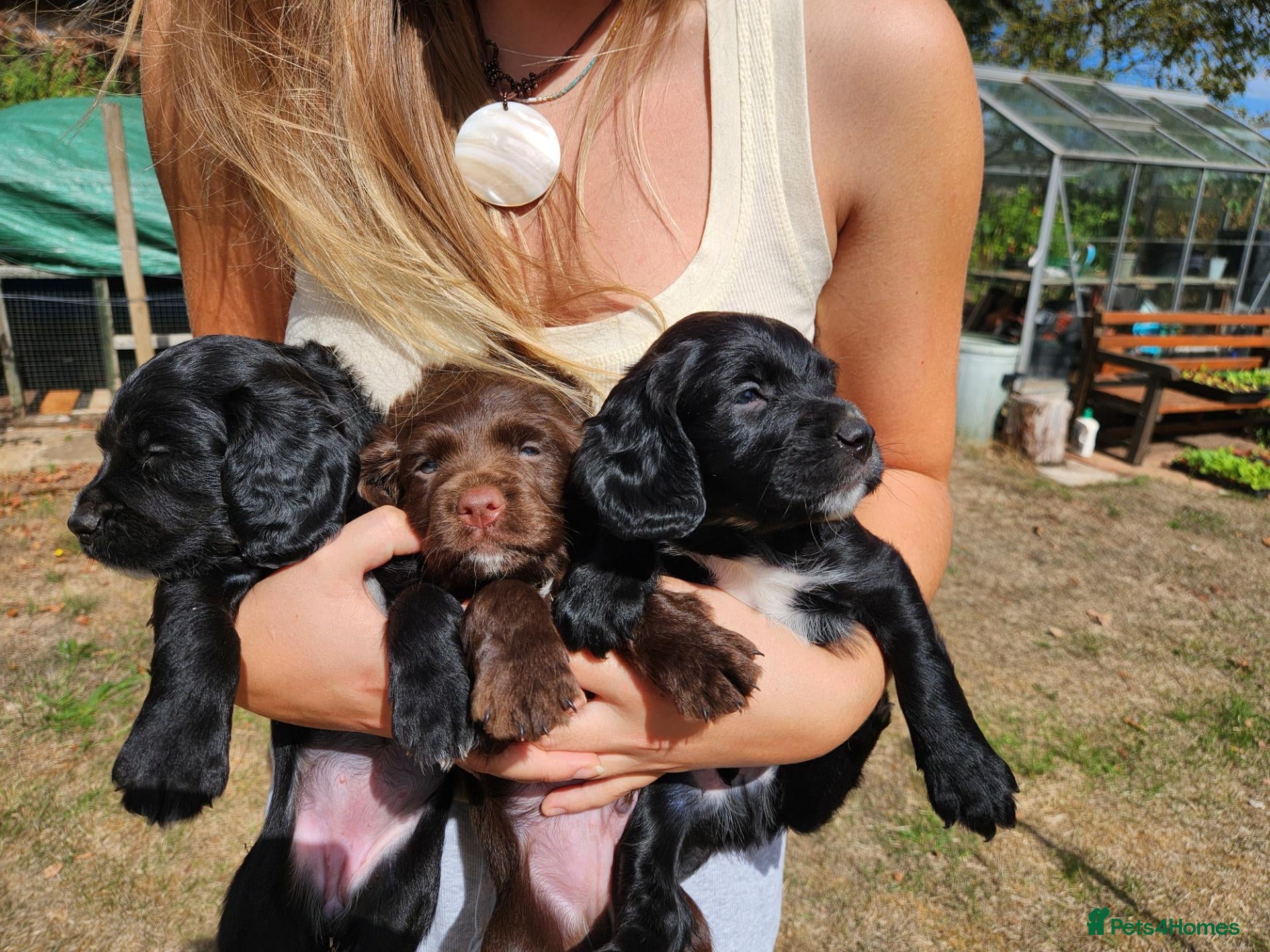 Cocker Spaniel dogs Cocker spaniel puppies - Advert 7