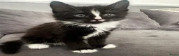 Mixed Breed cats for sale: Beautiful fluffy black and white kittens  - Advert 6