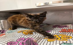 Mixed Breed cats for sale: Polydactyl mainecoon cross kittens  - Image 17