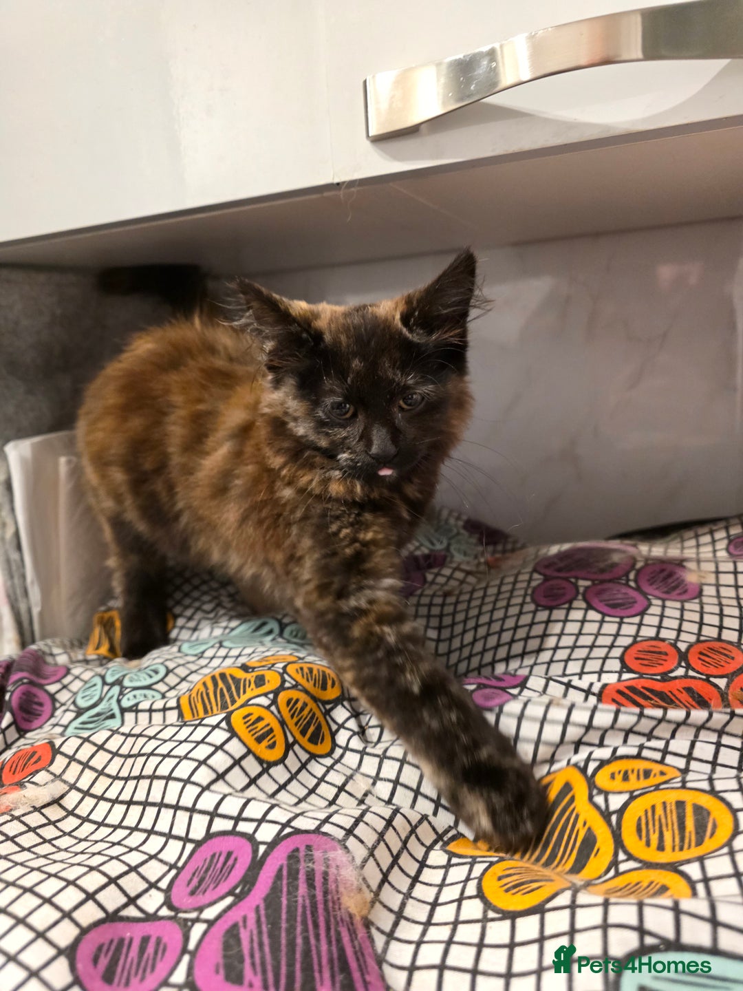 Mixed Breed cats for sale: Polydactyl mainecoon cross kittens  - Image 17