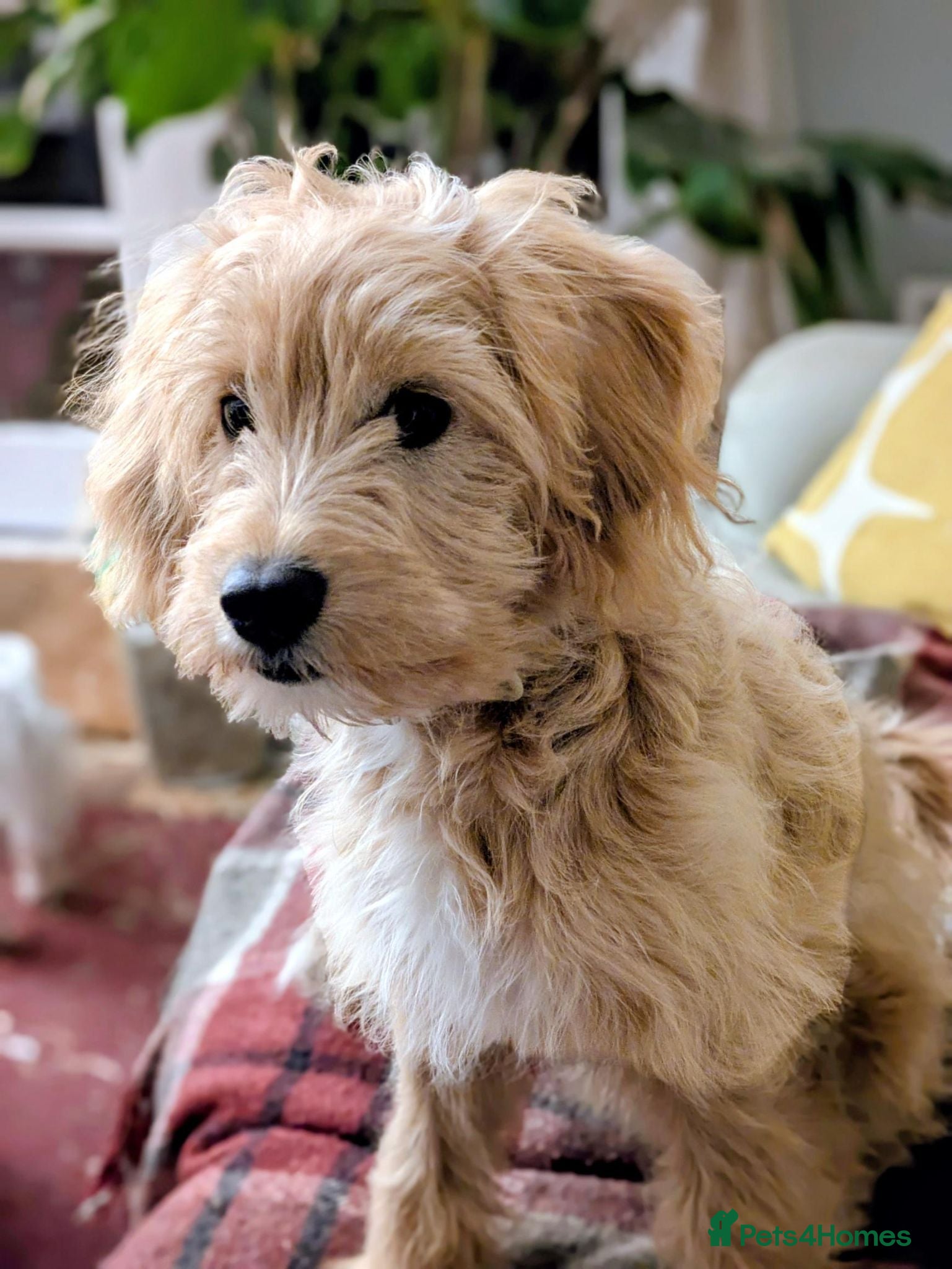 Mixed Breed dogs Female Tibetan Terrier Toy Poodle Cross Puppy - Advert 1