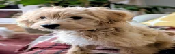 Mixed Breed dogs for sale: Female Tibetan Terrier Toy Poodle Cross Puppy - Advert 1