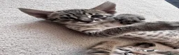 Savannah cats for sale: LAST KITTEN AVAILABLE🏆F4 TICA Registered Savannah - Advert 31